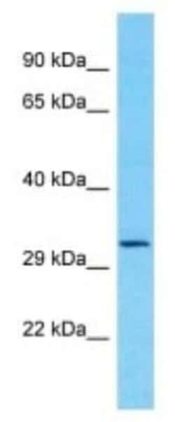 OR8J1 Rabbit anti-Human, Polyclonal, Novus Biologicals:Antibodies:Primary